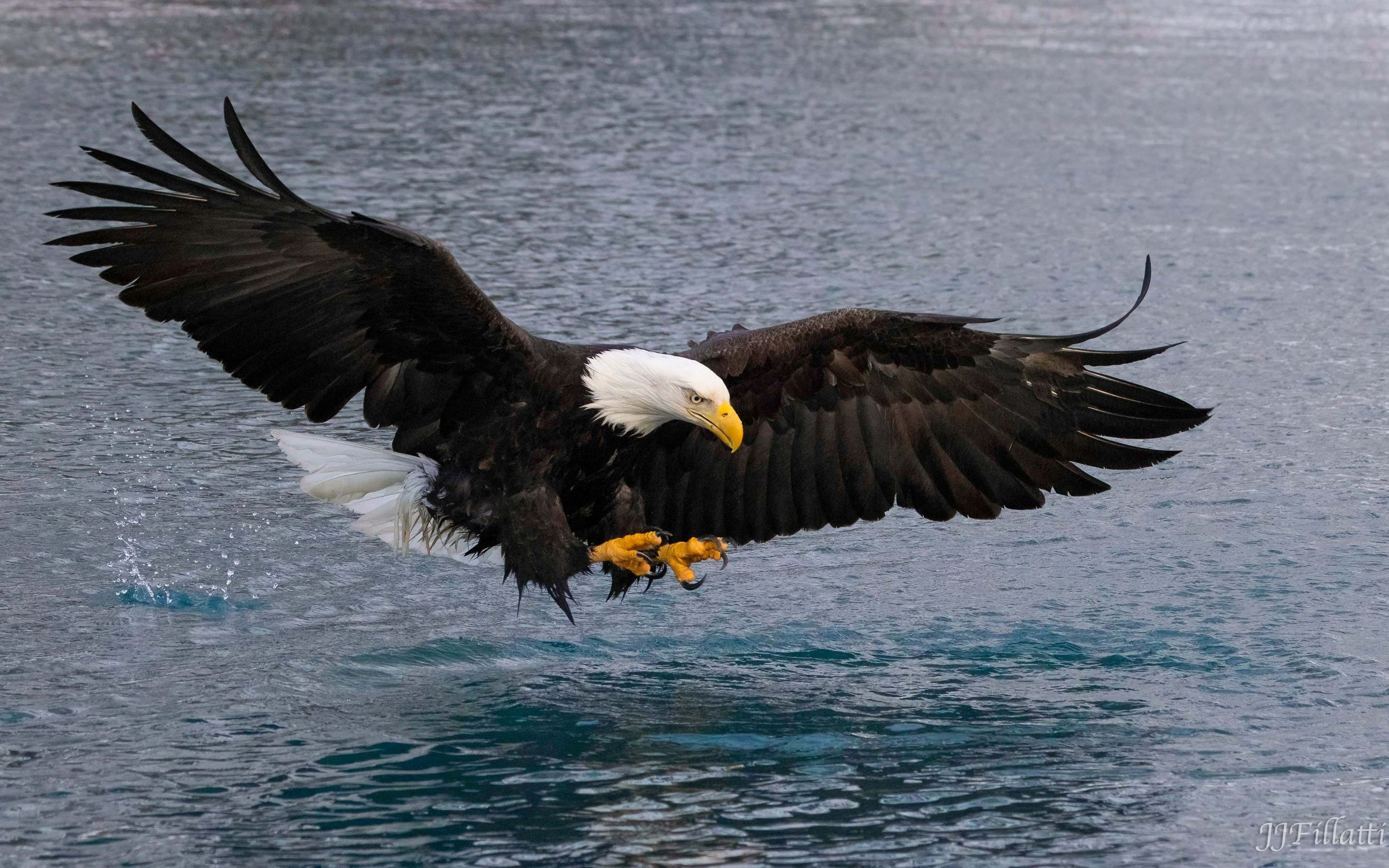 bird of homer alaska image 3